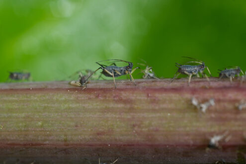 Aphid on a plant. Aphids suck the sap from the petiole of a leaft. Stock photos. - MyVideoimage.com | Foto stock & Video footage