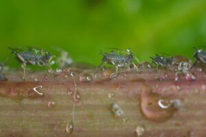 Aphid on a plant. Aphids suck the sap from the petiole of a leaft. Stock photos. - MyVideoimage.com | Foto stock & Video footage