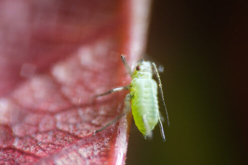 Aphid on a rose. Aphid suck the sap from a leaf. Stock photos. - MyVideoimage.com | Foto stock & Video footage