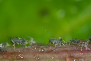 Aphid suck. Aphids suck the sap from the petiole of a leaft. Stock photos. - MyVideoimage.com | Foto stock & Video footage