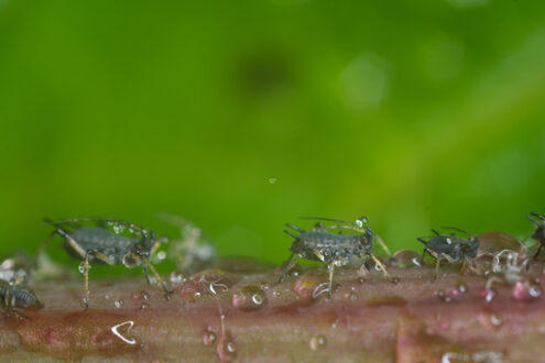 Aphid suck. Aphids suck the sap from the petiole of a leaft. Stock photos. - MyVideoimage.com | Foto stock & Video footage