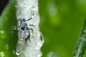 Aphid with wings. Parasites on the stem of a Mediterranean plant leaf. Stock photos. - MyVideoimage.com | Foto stock & Video footage