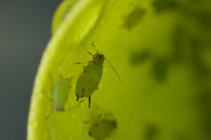 Aphids closeup. Green aphids suck the sap from a leaf. Stock photos. - MyVideoimage.com | Foto stock & Video footage