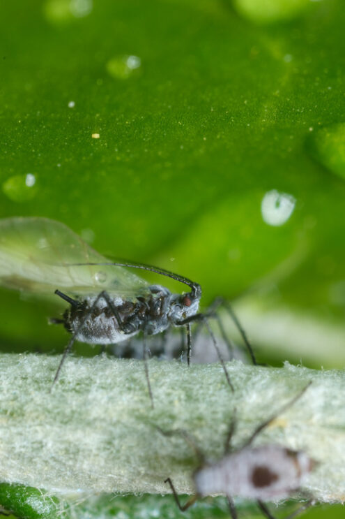 Aphids closeup. Parasites on the stem of a Mediterranean plant leaf. Stock photos. - MyVideoimage.com | Foto stock & Video footage