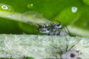 Aphids macro. Parasites on the stem of a Mediterranean plant leaf. Stock photos. - MyVideoimage.com | Foto stock & Video footage