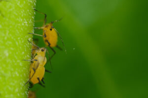 Aphids on a leaf. Yellow aphids suck the sap from a leaf. Stock photos. - MyVideoimage.com | Foto stock & Video footage