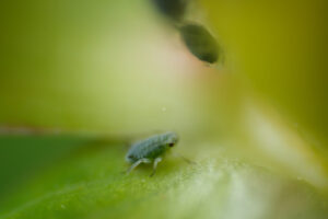 Aphids on berry. Aphids on a small berry of a plant. Stock photos. - MyVideoimage.com | Foto stock & Video footage