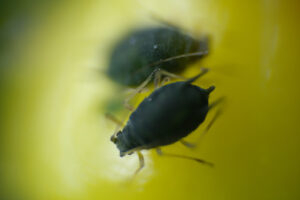 Aphids on yellow berry. Aphids on a small berry of a plant. Stock photos. - MyVideoimage.com | Foto stock & Video footage