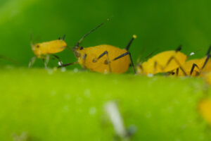 Aphids. Yellow aphids suck the sap from a leaf. Stock photos. - MyVideoimage.com | Foto stock & Video footage