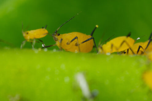 Aphids. Yellow aphids suck the sap from a leaf. Stock photos. - MyVideoimage.com | Foto stock & Video footage