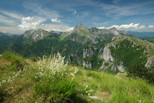 Apuan Alps panorama. Apuan Alps mountains with flower in the foreground. Stock photos. - MyVideoimage.com | Foto stock & Video footage