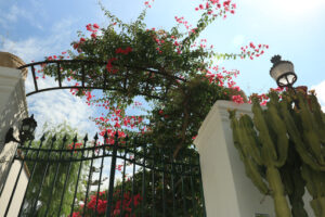 Arbor with a flowering bougainvillea plant. A garden gate domina - MyVideoimage.com