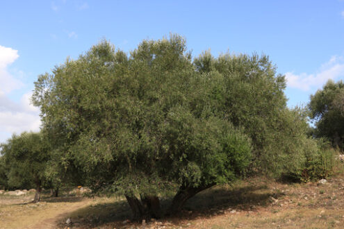 Archaeological park of the ancient Etruscan and Roman city of Cosa, near Grosseto in Tuscany. - MyVideoimage.com