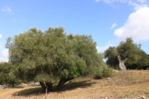 Archaeological park of the ancient Etruscan and Roman city of Cosa, near Grosseto in Tuscany. - MyVideoimage.com