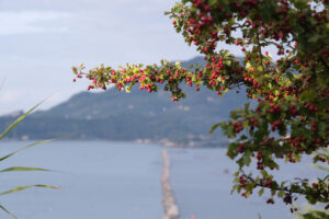 Bacche rosse. Branch of a bush with red berries. In the background the sea and the hill of Portovenere near the Cinque Terre, La Spezia. - MyVideoimage.com | Foto stock & Video footage