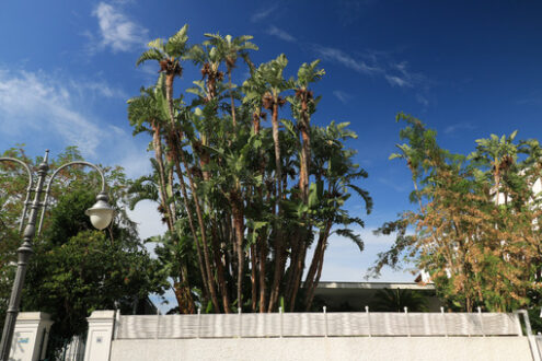 Banana plants with leaves that move with the wind.  On the islan - MyVideoimage.com