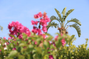 Banano o Musa. Pianta di banano o musa in un giardino mediterraneo con fiori rosa. - MyVideoimage.com | Foto stock & Video footage