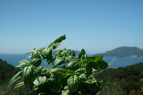 Basil leaves. Ligurian basil plant with the background of the sea. Stock photos. - MyVideoimage.com | Foto stock & Video footage