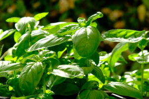 Basil plant. Basil plant with leaves blowing in the wind. Stock photos. - MyVideoimage.com | Foto stock & Video footage