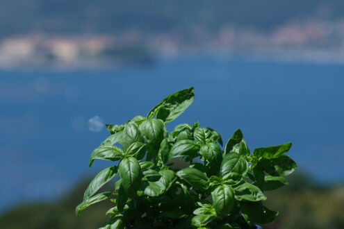 Basil plant. Ligurian basil plant with the background of the sea. Stock photos. - MyVideoimage.com | Foto stock & Video footage