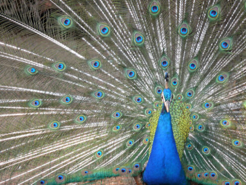 Beautiful blue peacock with green and blue colored feathers. - MyVideoimage.com