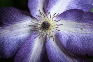 Beautiful flower. Macro close-up of beautiful blue and white clematis flower. Stock photos. - MyVideoimage.com | Foto stock & Video footage