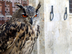 Beautiful hawk at rest. Orange eyes and thick feathers. - MyVideoimage.com