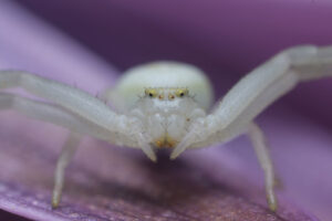 Beautiful spider. Beautiful white spider on a purple flower. Stock photos. - MyVideoimage.com | Foto stock & Video footage