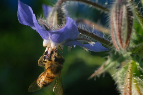 Bee on blue flower. Bee sucks nectar from a blue flower. A beautiful blue mallow flower attracts bees. - MyVideoimage.com | Foto stock & Video footage