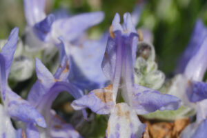 Bee on flowers. Macro Photo of bee that collects pollen and sucks nectar. - MyVideoimage.com | Foto stock & Video footage