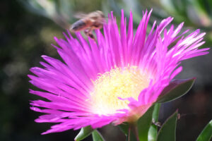 Bee on red flower. Carpobrotus flower with bee flying above. - MyVideoimage.com | Foto stock & Video footage