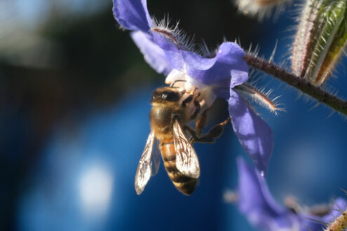 Bee sucks nectar from a blue flower. A beautiful blue mallow flower attracts bees. L’ape succhia il nettare e raccoglie il polline da un fiore di timo. Macro video di fiori di timo con un’ape. Pianta aromatica. Photos flowers. - MyVideoimage.com | Foto stock & Video footage