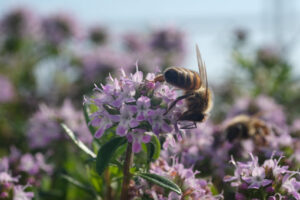 Bee sucks nectar froma a flower. Bee sucks nectar and collects pollen from a thyme flower. Macro video of thyme flowers. Photos flowers. - MyVideoimage.com | Foto stock & Video footage