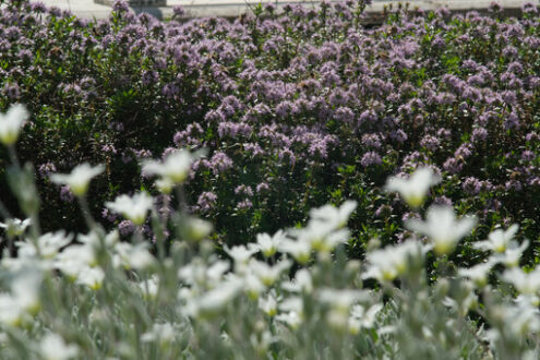 Bees on flowers. Flowering bush of thyme with bees sucking nectar. Spring flowering in an Italian garden in Liguria. - MyVideoimage.com | Foto stock & Video footage