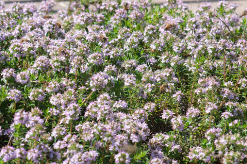 Bees on the flowers. Bees suck the nectar of thyme bloom. - MyVideoimage.com | Foto stock & Video footage