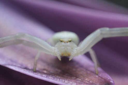 Bellissimo ragno. Beautiful white spider on a purple flower. Foto stock royalty free. - MyVideoimage.com | Foto stock & Video footage