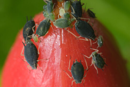 Berry with aphids. Colony of aphids on a small berry of a plant. Stock photos. - MyVideoimage.com | Foto stock & Video footage