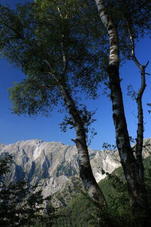 Betulle di montagna. Birch trees in the Apuan Alps in Versilia. In the background the - MyVideoimage.com | Foto stock & Video footage