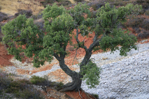 Biancane. Dwarf cork oak at the Parco delle Biancane. Geothermal park with iron red colored rocks. Monterotondo Marittimo, near Larderello, Tuscany - MyVideoimage.com | Foto stock & Video footage