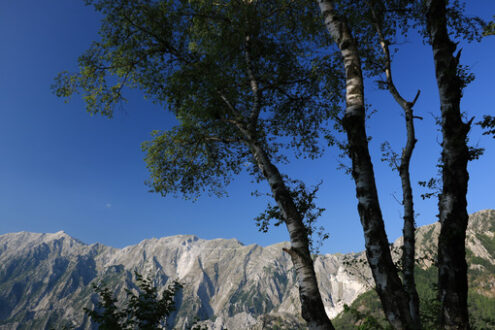 Betulle sulle montagne. Birch trees in the Apuan Alps in Versilia. In the background the