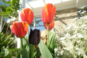 Black tulips. Orange and black tulips in a Mediterranean garden in Liguria. Spring flowering in a modern Italian garden. - MyVideoimage.com | Foto stock & Video footage