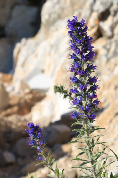 Blue flower. A spontaneous blue flower grows in the Carrara marble quarries. - MyVideoimage.com | Foto stock & Video footage