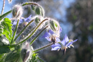 Borage flowers. Blue buds and flowers of borage in spring. Edible plant.  Macro photography of borage. Immagini fiori - MyVideoimage.com | Foto stock & Video footage