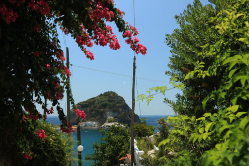 Bougainvillea flowers in an Italian Mediterranean garden. In the - MyVideoimage.com