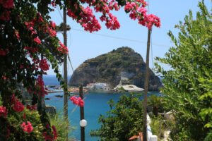 Bougainvillea flowers in an Italian Mediterranean garden. In the - MyVideoimage.com