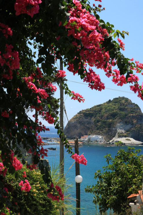 Bougainvillea flowers in an Italian Mediterranean garden. In the - MyVideoimage.com