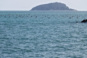 Breeding of mussels in the sea of the Gulf of La Spezia in Ligur - MyVideoimage.com