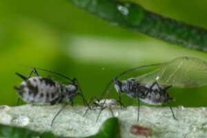 Bug close up. Parasites on the stem of a Mediterranean plant leaf. Stock photos. - MyVideoimage.com | Foto stock & Video footage