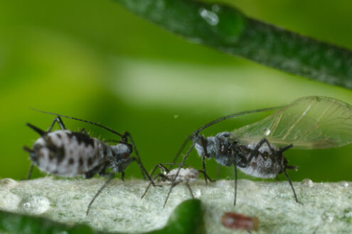Bug close up. Parasites on the stem of a Mediterranean plant leaf. Stock photos. - MyVideoimage.com | Foto stock & Video footage