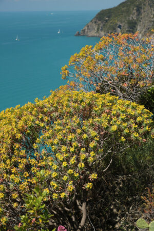 Bush on the sea. Flowered euphorbia bush against the background of the Cinque Terre sea. - MyVideoimage.com | Foto stock & Video footage